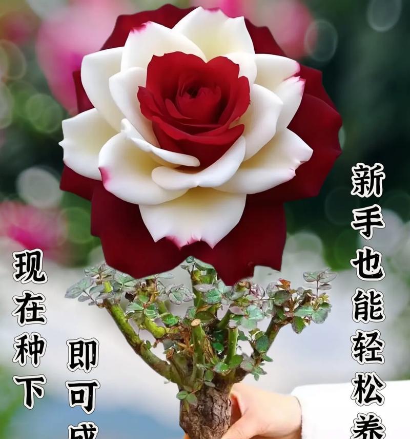 法国象征富贵的花有哪些？如何识别？