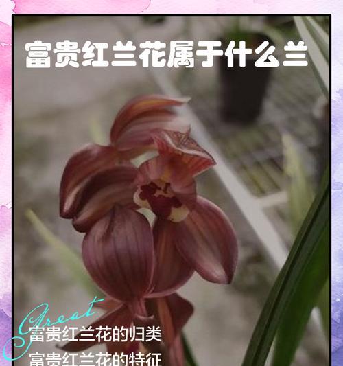 法国象征富贵的花有哪些？如何识别？