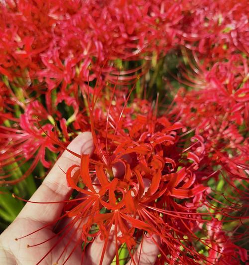 花蟒的象征和传说有关是什么？