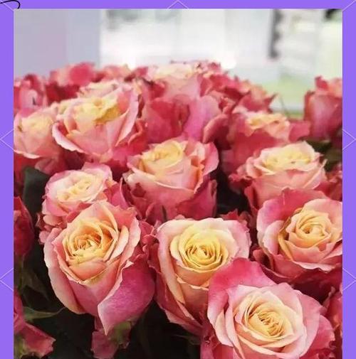 双色玫瑰花代表什么？双色玫瑰的花语有何特别含义？