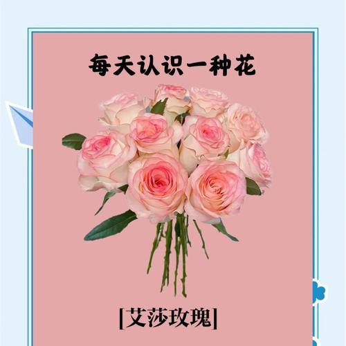 双色玫瑰花代表什么？双色玫瑰的花语有何特别含义？