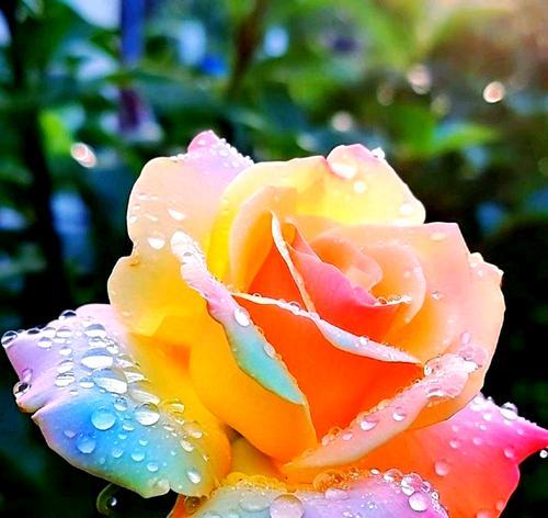 双色玫瑰花代表什么？双色玫瑰的花语有何特别含义？