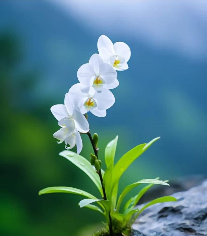 哪种花象征美好纯洁的爱情？它的花语是什么？