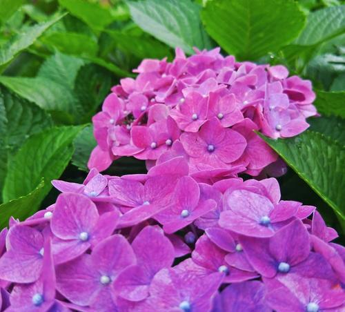 紫色捧花通常代表什么？