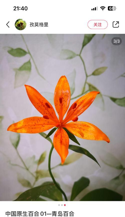 橙色的花代表什么？它的寓意是什么？
