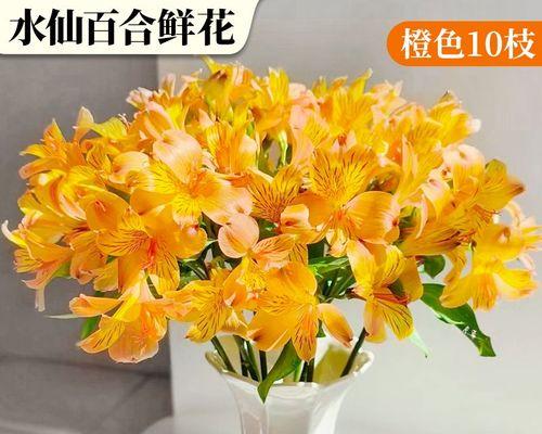 橙色的花代表什么？它的寓意是什么？