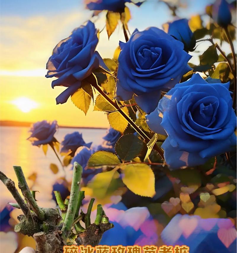 晚辈送长辈玫瑰花有何含义？玫瑰花的寓意是什么？