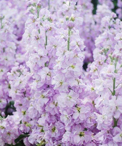 紫色风铃花代表什么含义？花语有哪些？