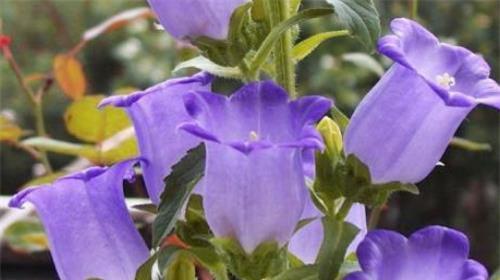 紫色风铃花代表什么含义？花语有哪些？