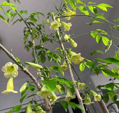 幸福树的花有哪些含义？幸福树的花的含义是什么？