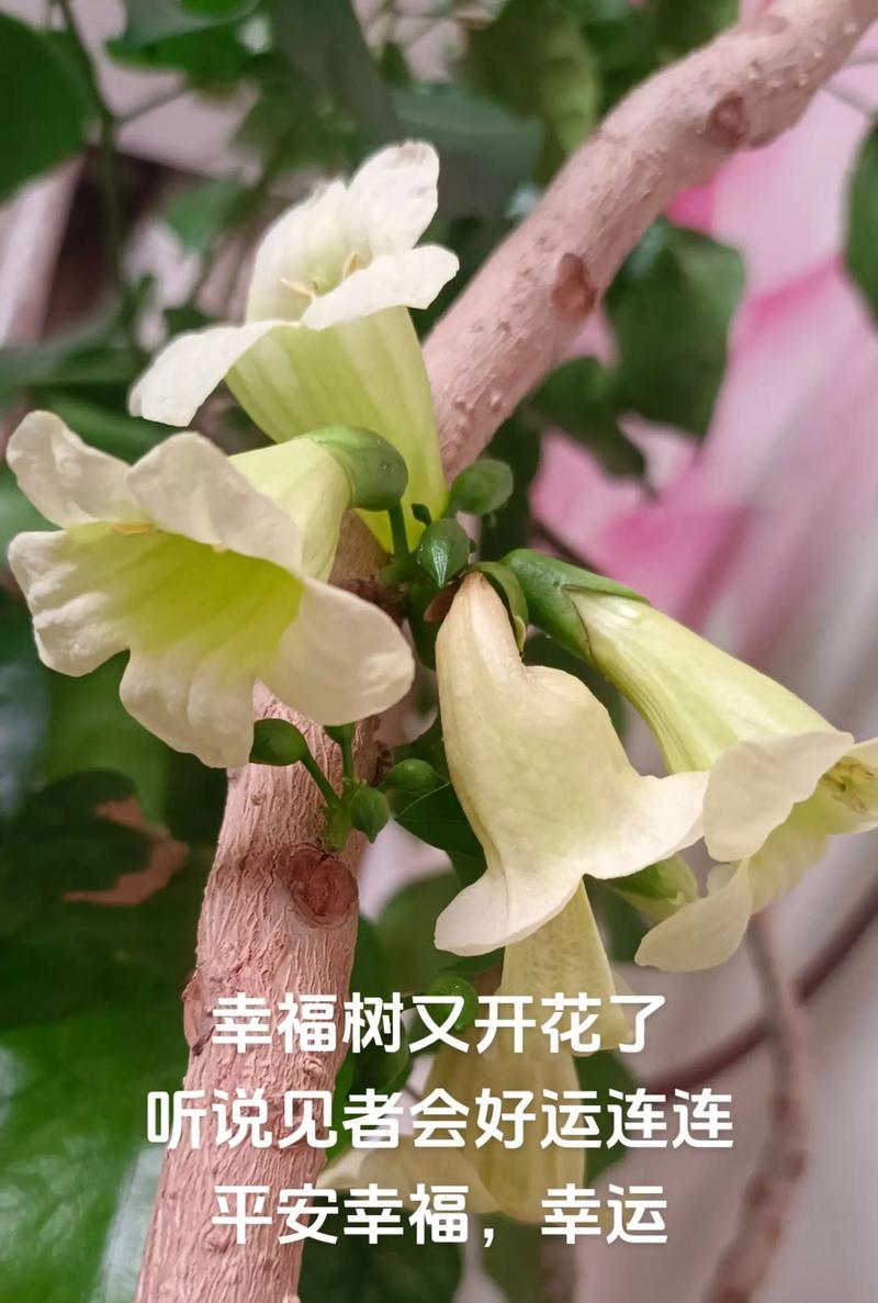 幸福树的花有哪些含义？幸福树的花的含义是什么？