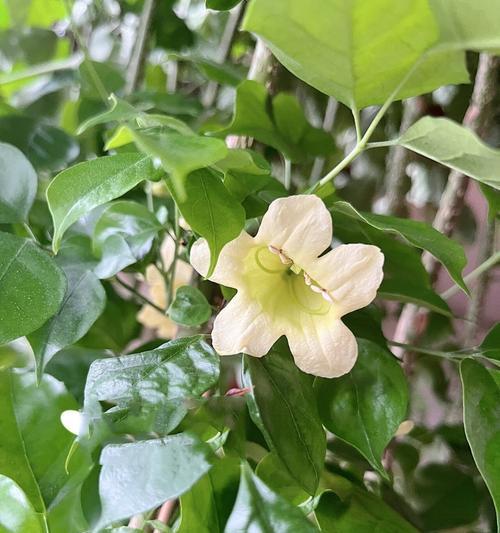 幸福树的花有哪些含义？幸福树的花的含义是什么？