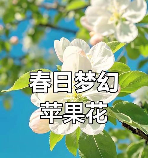 手捧花加苹果叶子代表什么？这种组合的花语是什么？