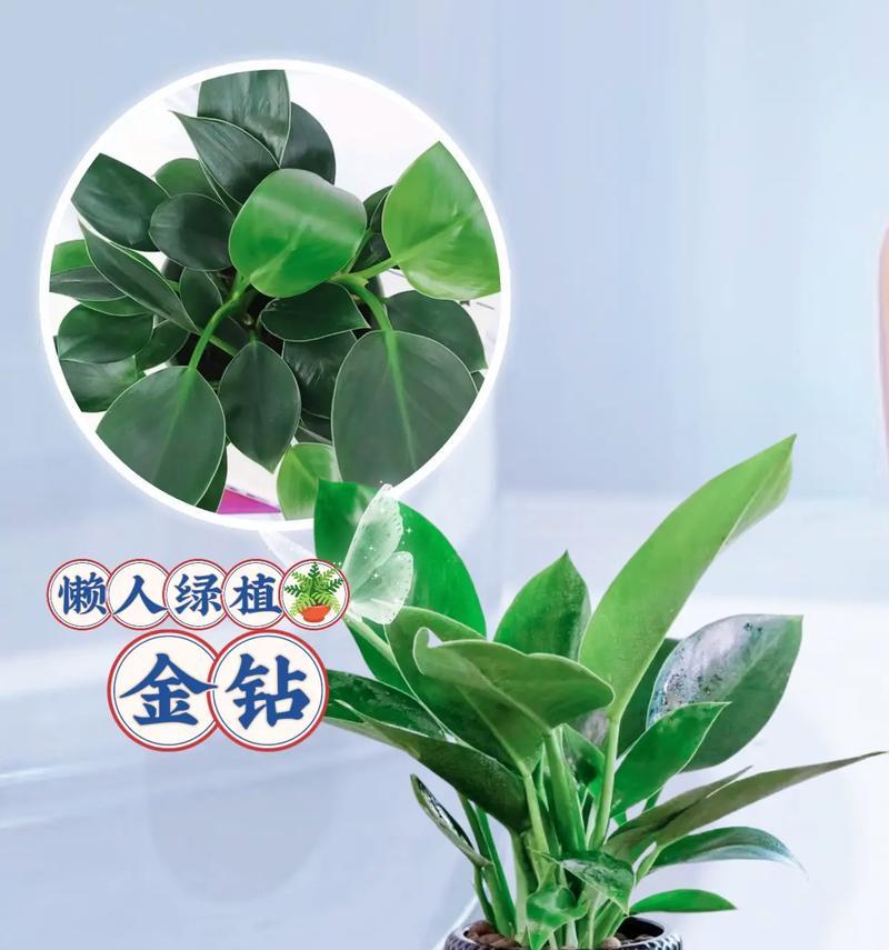 金钻花象征好运吗？它们的寓意是什么？