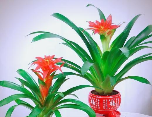 金钻花象征好运吗？它们的寓意是什么？