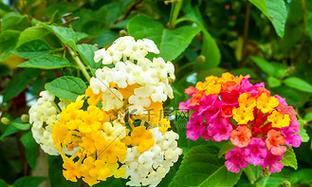 黄白色的花寓意是什么花？黄白色花的象征意义是什么？