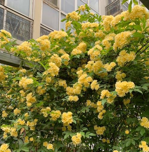 黄白色的花寓意是什么花？黄白色花的象征意义是什么？