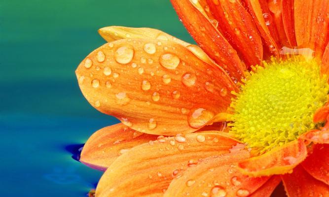 橙色公主花代表什么？橙色公主花的花语有哪些？
