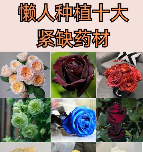 好的爱情寓意的花有哪些？