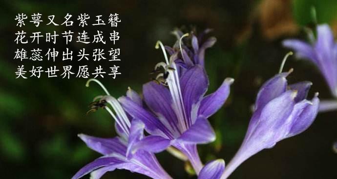 中秋节如何祝福长辈？选择哪种花语最合适？