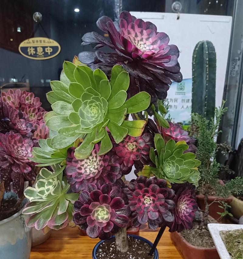 法师手捧花象征着什么？