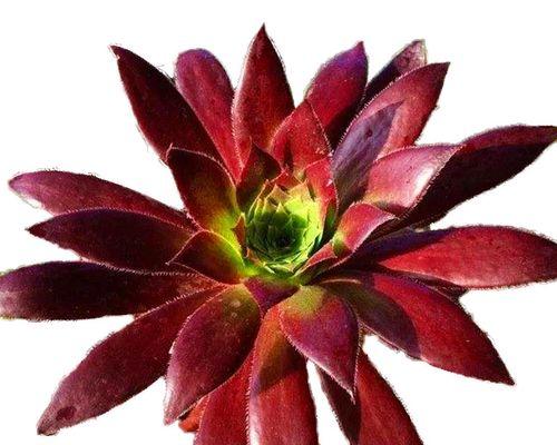 法师手捧花象征着什么？