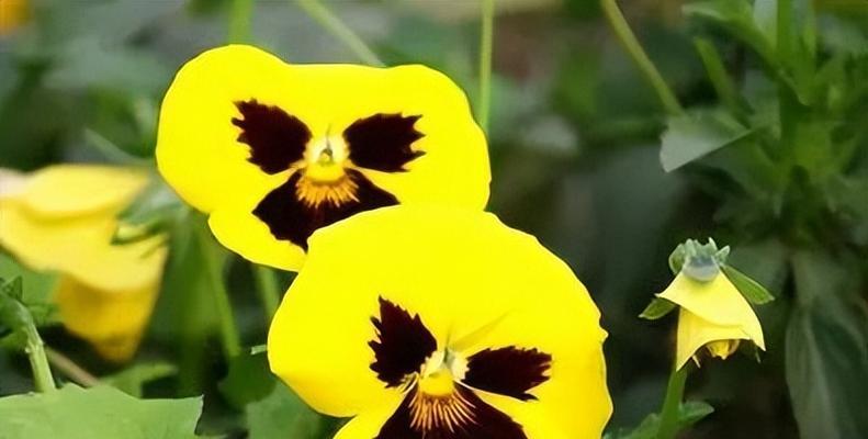 象征友情还有美好祝福的花有哪些？它们的花语是什么？