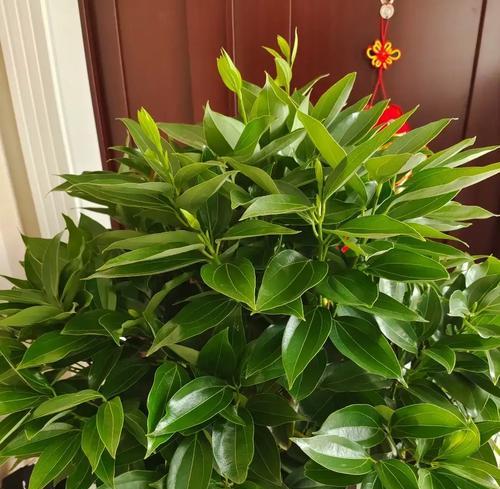 哪种花象征健康平安和高贵？它们的特性是什么？