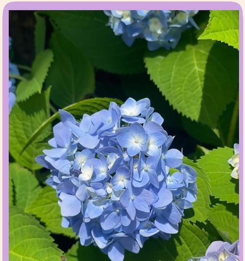 蓝色竹叶的花语是什么？它在花卉文化中代表了什么？