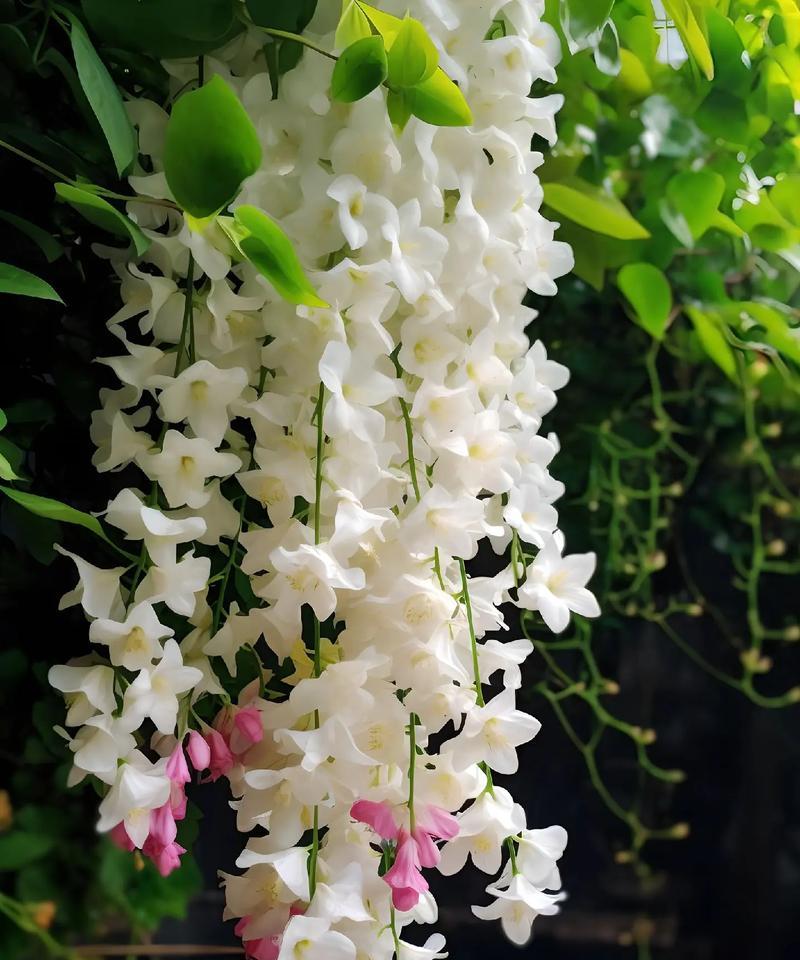 哪种花寓意着爱情的到来？它的花语是什么？
