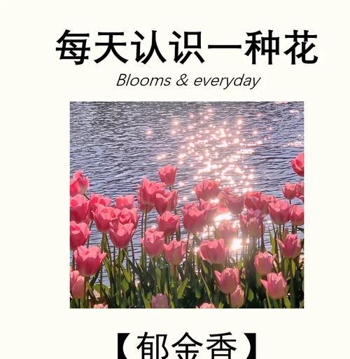 搞笑花语如何表达爱情？爱情中的搞笑花语有哪些？