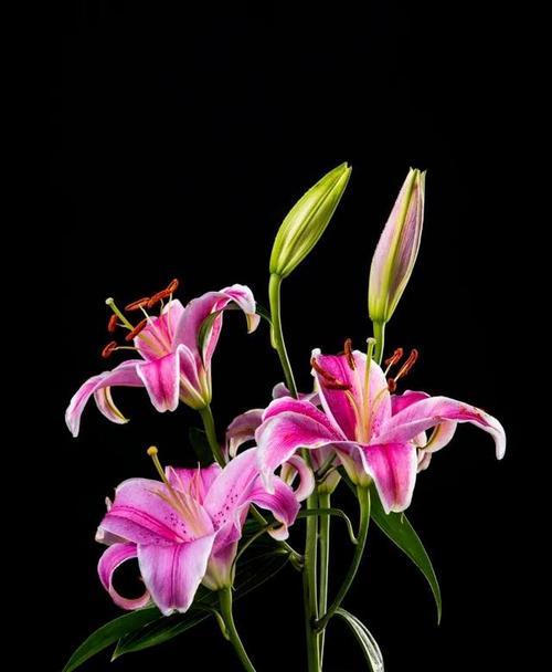 黑色花象征着什么？黑色花的象征意义是什么？