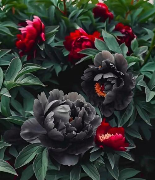 黑色花象征着什么？黑色花的象征意义是什么？