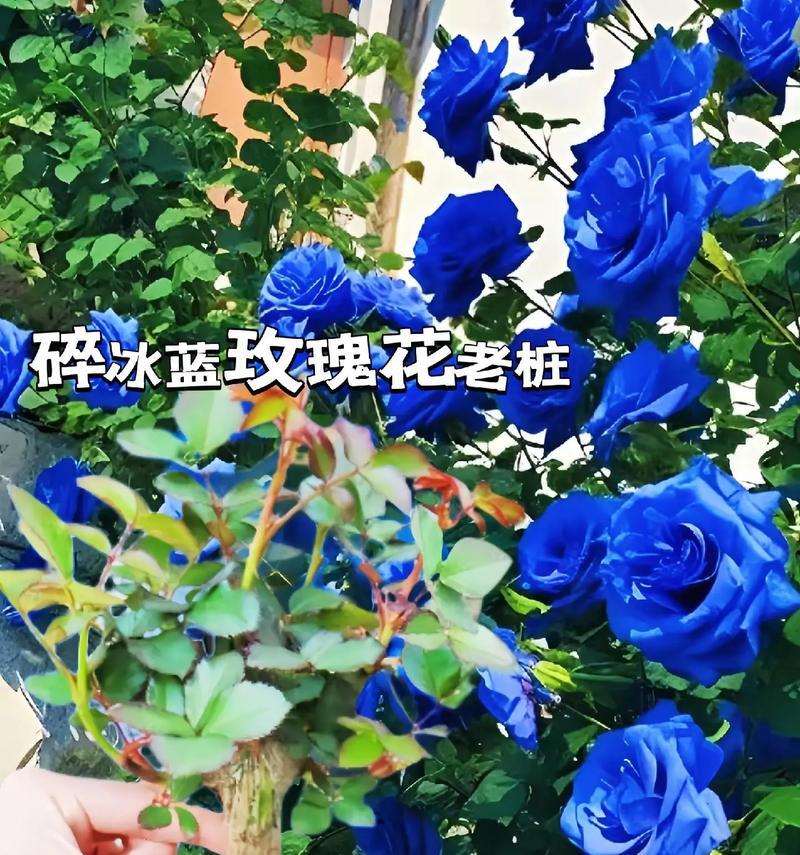蓝色玫瑰花代表什么意义？