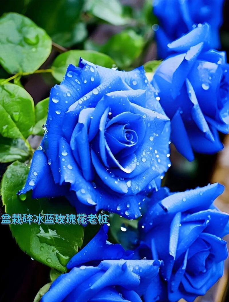 蓝色玫瑰花代表什么意义？