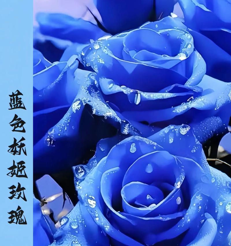 蓝色玫瑰花代表什么意义？