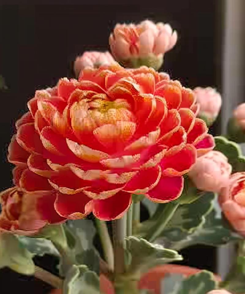 哪些花寓意浪漫和长寿？