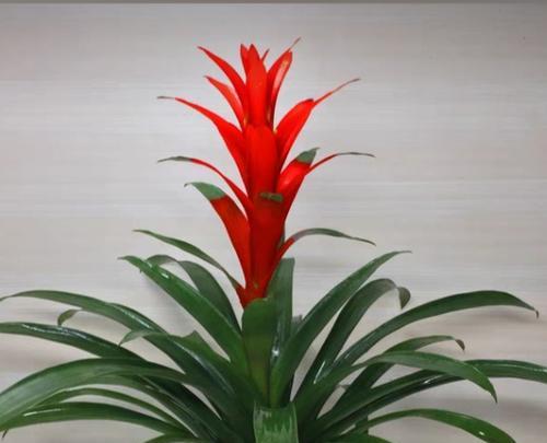 哪种花寓意吉祥好运发大财？