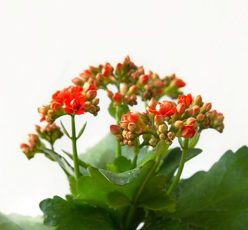 绿色象征长寿的花有哪些？绿色象征长寿的花是什么？