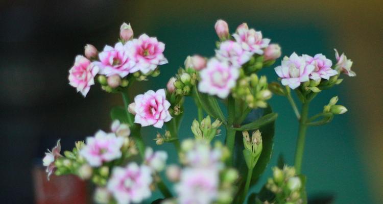 绿色象征长寿的花有哪些？绿色象征长寿的花是什么？