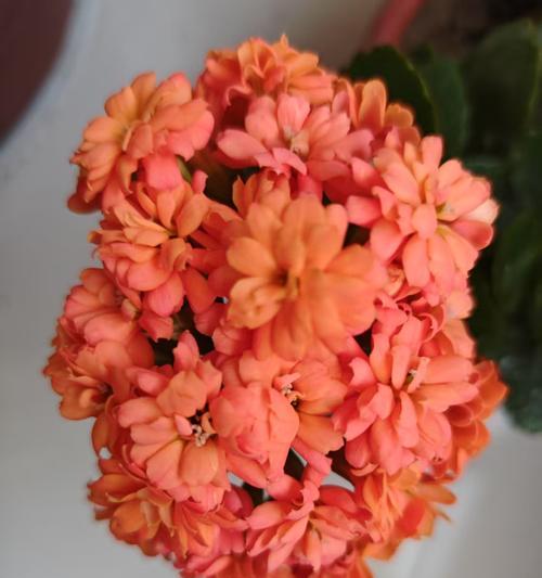红色花的取名通常有何寓意？