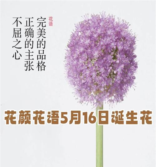 白色花球的花语是什么？