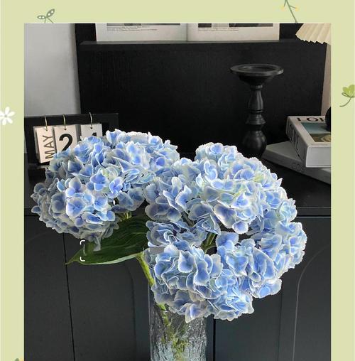 白色花球的花语是什么？