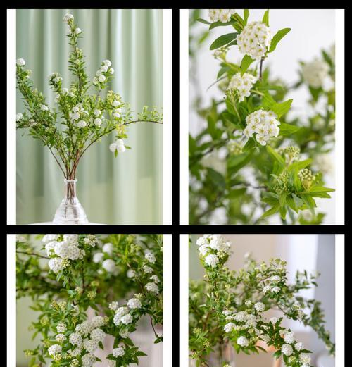 白色花球的花语是什么？
