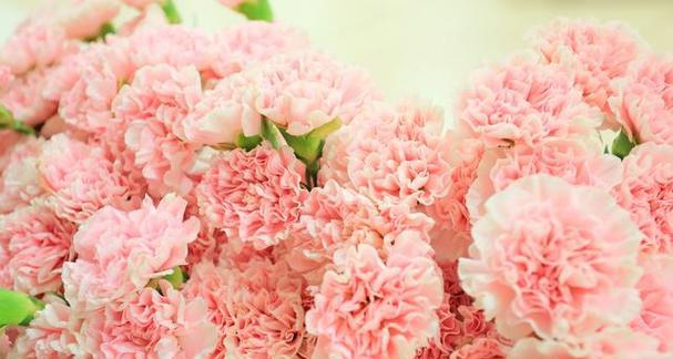 粉色花语大全：送粉色花的含义是什么？