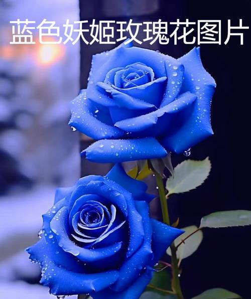 哪种颜色的花寓意美好？它们的花语是什么？