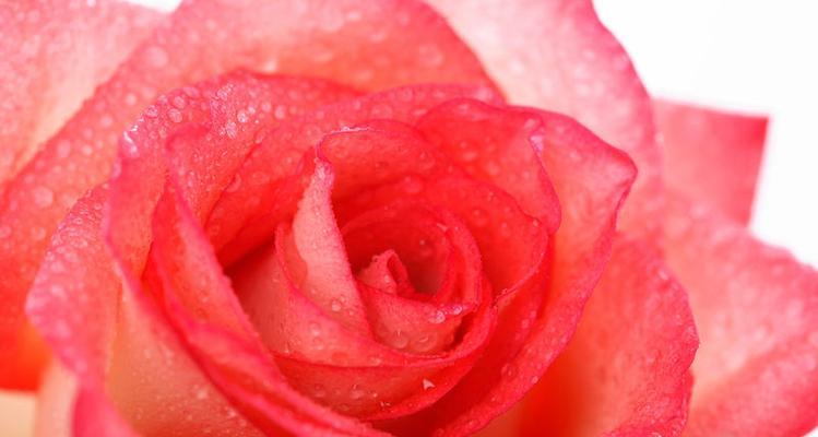 红粉色花的寓意是什么？这种颜色的花朵通常代表什么？