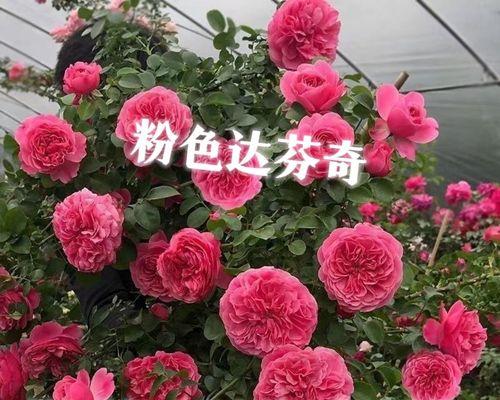 红粉色花的寓意是什么？这种颜色的花朵通常代表什么？