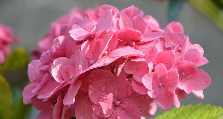 红粉色花的寓意是什么？这种颜色的花朵通常代表什么？