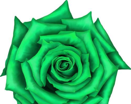 白绿色玫瑰花象征着什么？